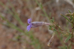 Aptosimum marlothii
