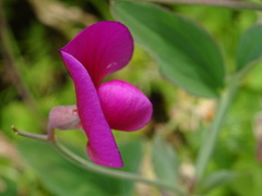 Lathyrus tingitanus