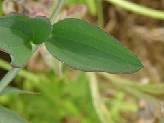 Lathyrus tingitanus