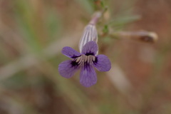 Aptosimum marlothii