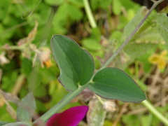 Lathyrus tingitanus