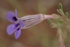 Aptosimum marlothii