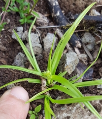 Cyperus metzii