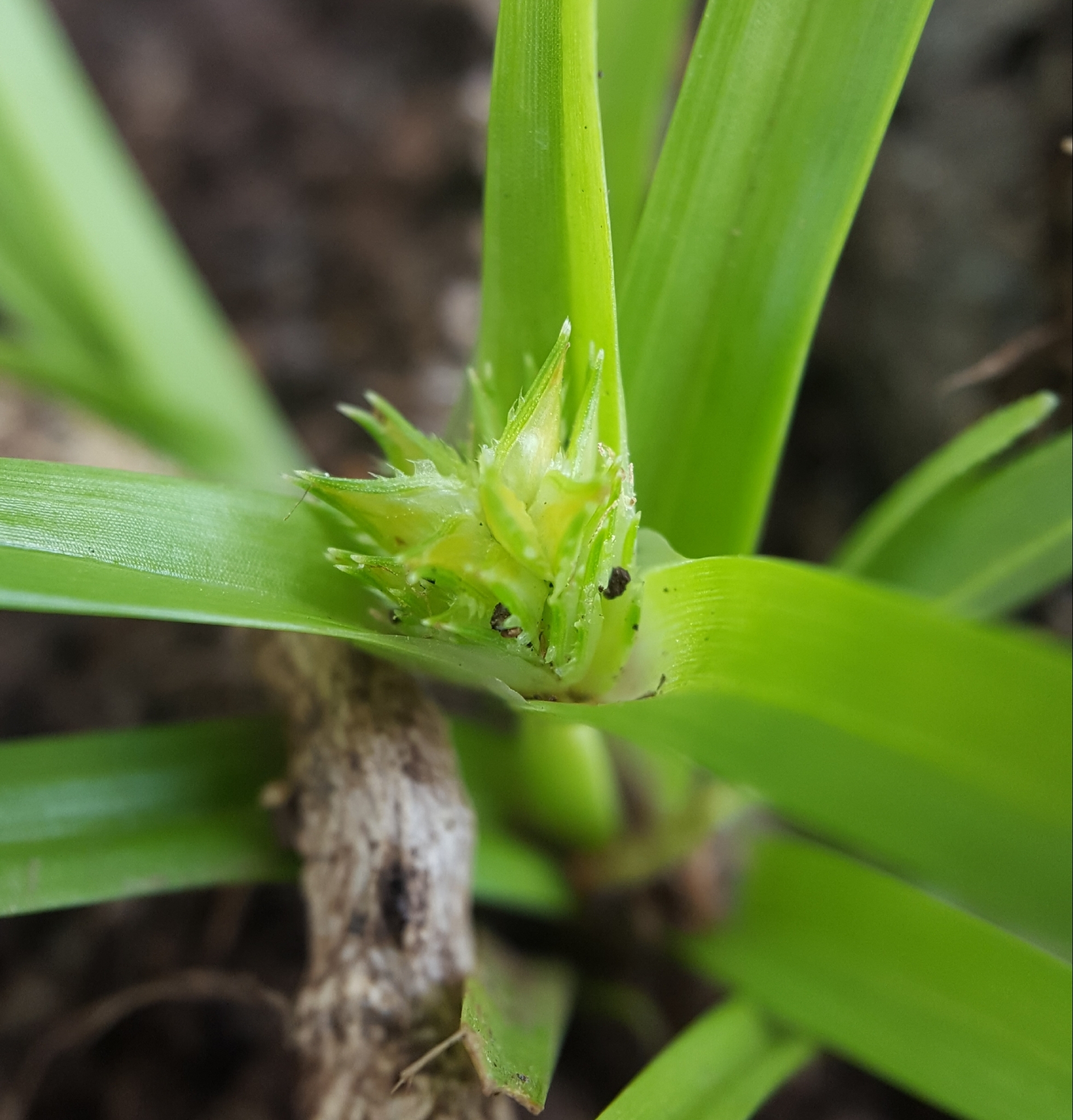(c) François Rousseu, certains droits réservés (CC BY-NC) https://www.inaturalist.org/observations/108253779