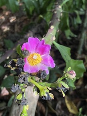 Talinum fruticosum