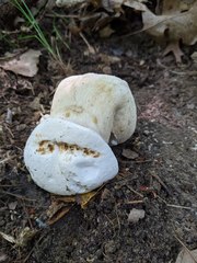 Tylopilus intermedius