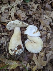 Tylopilus intermedius