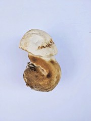 Tylopilus intermedius