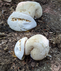 Tylopilus intermedius
