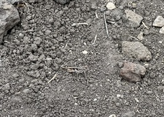 Oedaleus abruptus