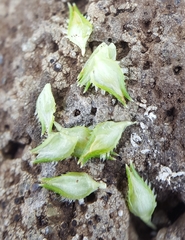 Cyperus metzii