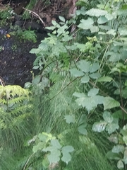 Equisetum telmateia image