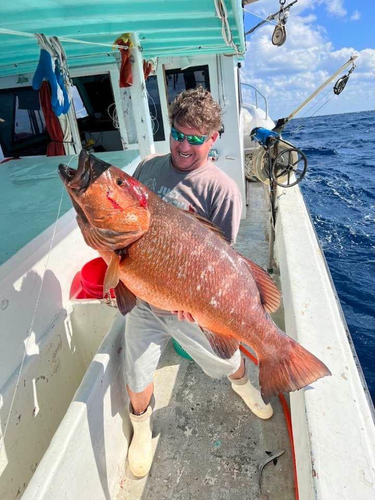 Canteen snapper (Lutjanus cyanopterus) — Lutjanidae