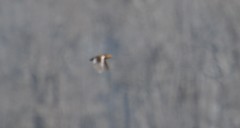 Coturnicops noveboracensis