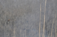 Coturnicops noveboracensis