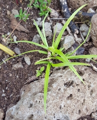 Cyperus metzii