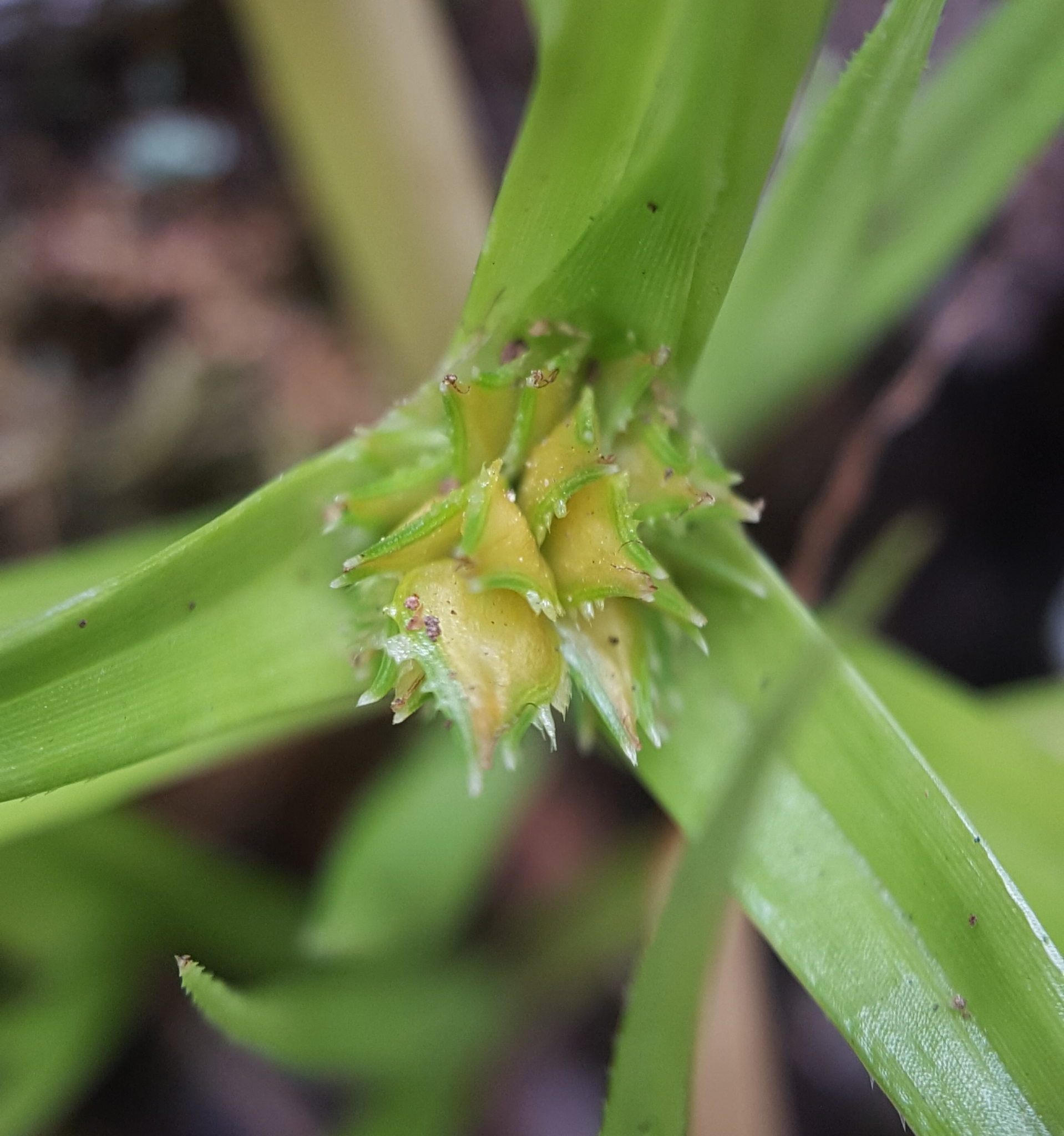 (c) François Rousseu, certains droits réservés (CC BY-NC) https://www.inaturalist.org/observations/108253779