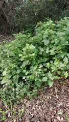 Ageratina adenophora image