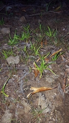 Cyperus metzii