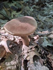 Tylopilus ferrugineus