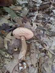 Tylopilus ferrugineus