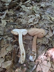 Tylopilus ferrugineus