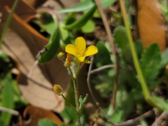 Physaria recurvata