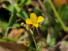 Physaria recurvata