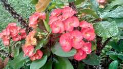 Euphorbia milii