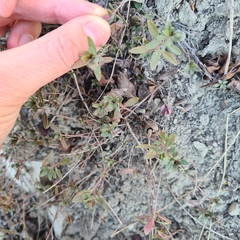 Thymus odoratissimus