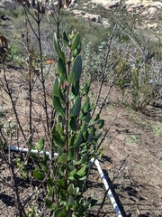 Lonicera subspicata denudata