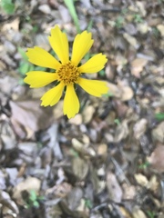 Helenium amarum