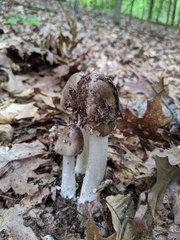 Amanita submaculata