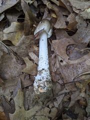 Amanita submaculata