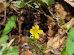Physaria recurvata