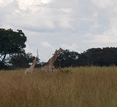 Giraffa camelopardalis giraffa