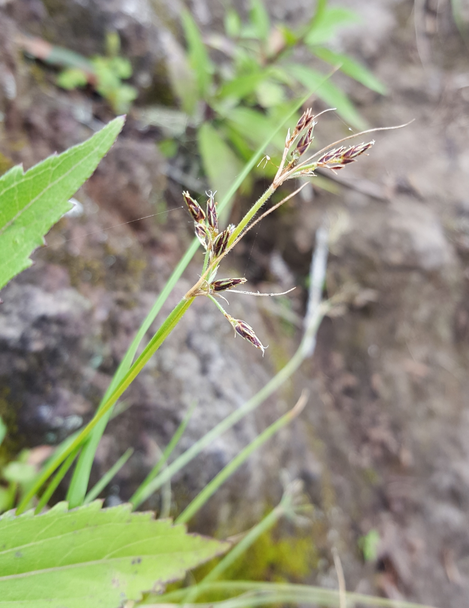 (c) François Rousseu, certains droits réservés (CC BY-NC) https://www.inaturalist.org/observations/108254603