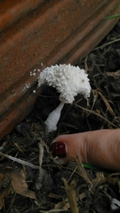 Agaricales