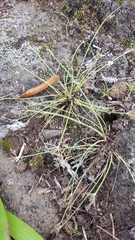 Bulbostylis hispidula