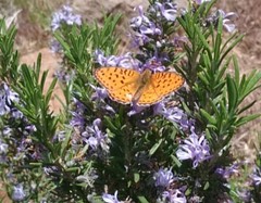 Argynnis niobe