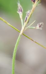 Bulbostylis hispidula