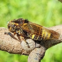 Teletusa