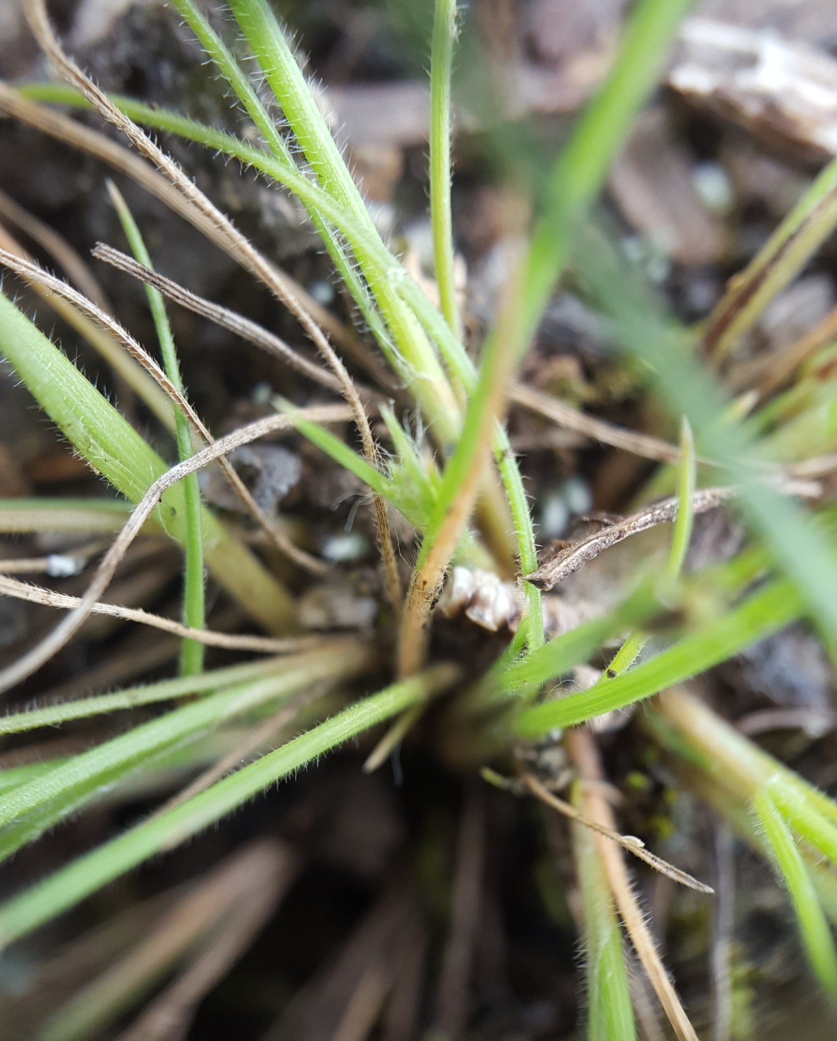 (c) François Rousseu, certains droits réservés (CC BY-NC) https://www.inaturalist.org/observations/108254603