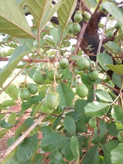 Vitex doniana