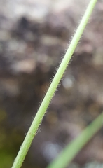 Bulbostylis hispidula