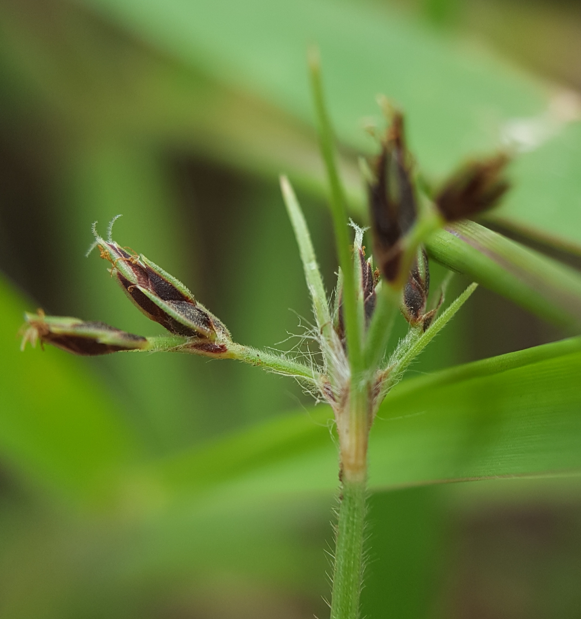 (c) François Rousseu, certains droits réservés (CC BY-NC) https://www.inaturalist.org/observations/108254603