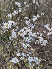 Prunus spinosa