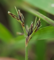 Bulbostylis hispidula