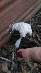 Agaricales