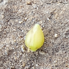 Bulbostylis hispidula